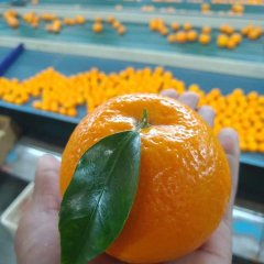 Sargodha Mandarin